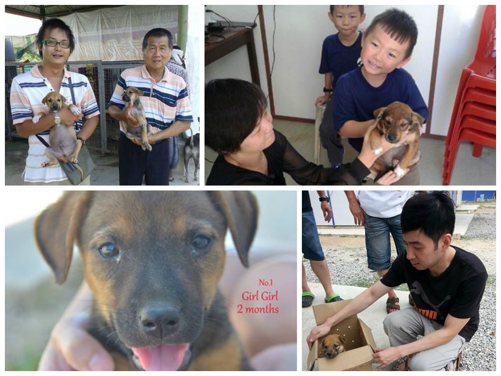 Animal adoption from SPCA Sandakan