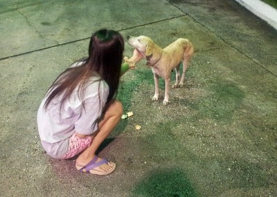 Befriending Lost Dog in Downtown Sandakan