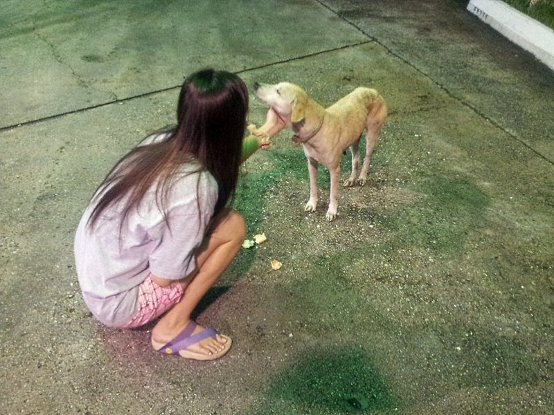Befriending Lost Dog in Downtown Sandakan