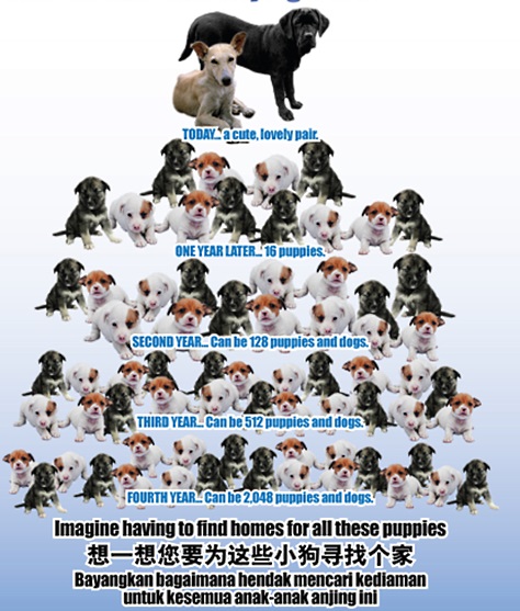 Over-population problem of dogs