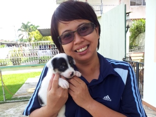 SPCA Sandakan - adopt a pet from SPCA