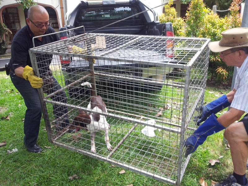 Trapping Strays In Sandakan