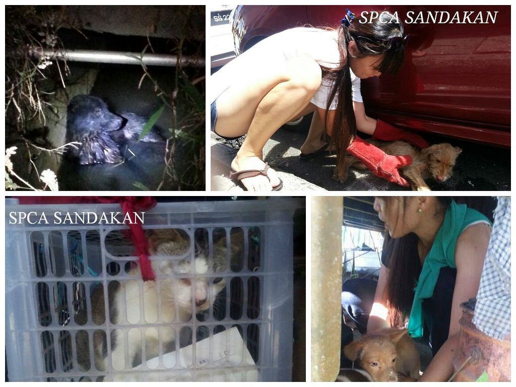 Animal rescue with SPCA Sandakan