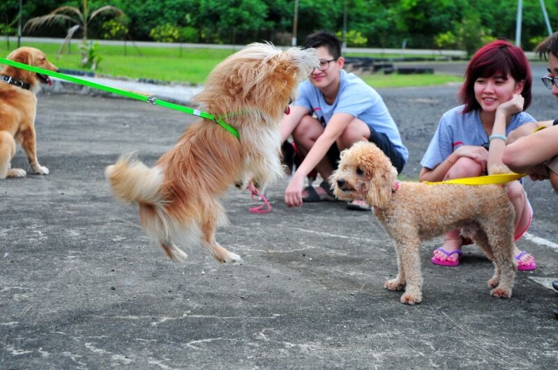 Pet Contests In Sandakan