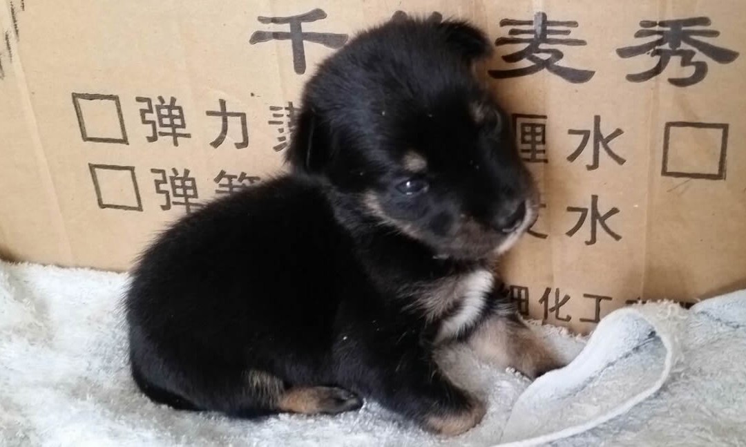 Newborn Puppy Abandoned