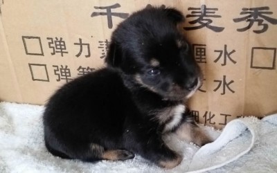 Newborn Puppy Abandoned