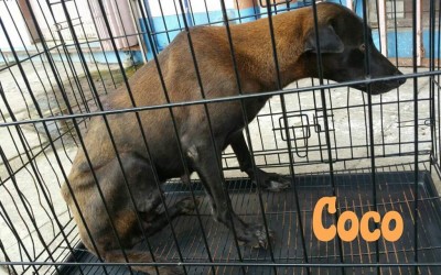 Follow Up On Abused Mama Dog – Coco