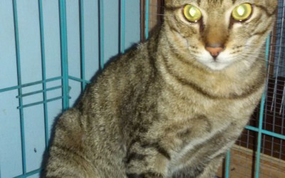 Tabby Cat May Be An Abuse Victim