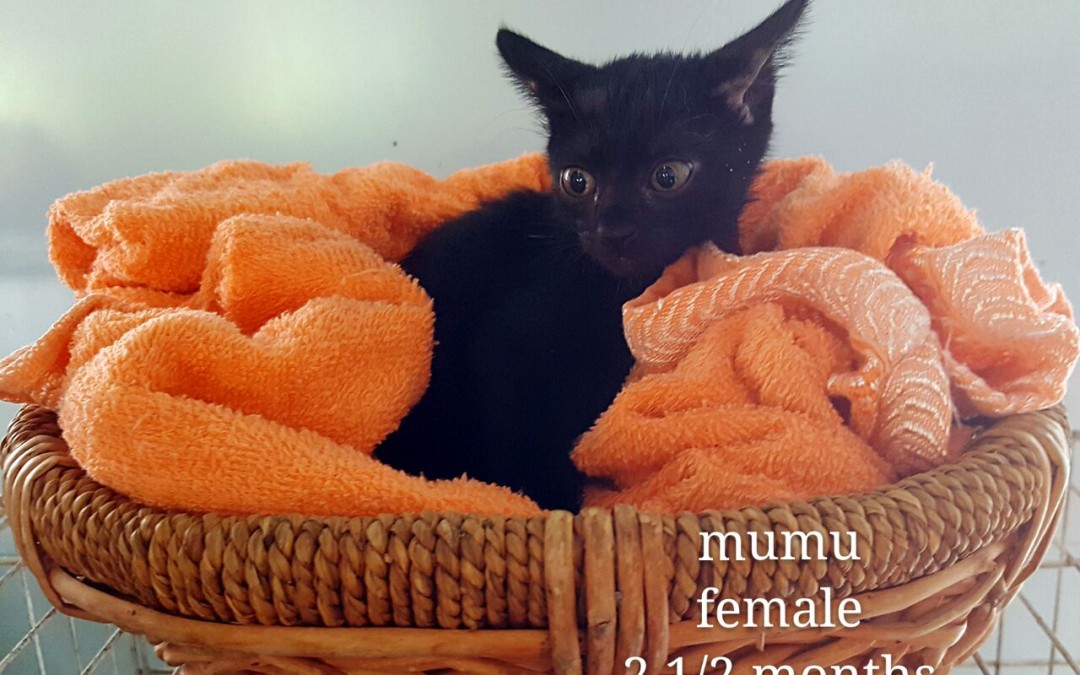 Mumu – 2.5 month old