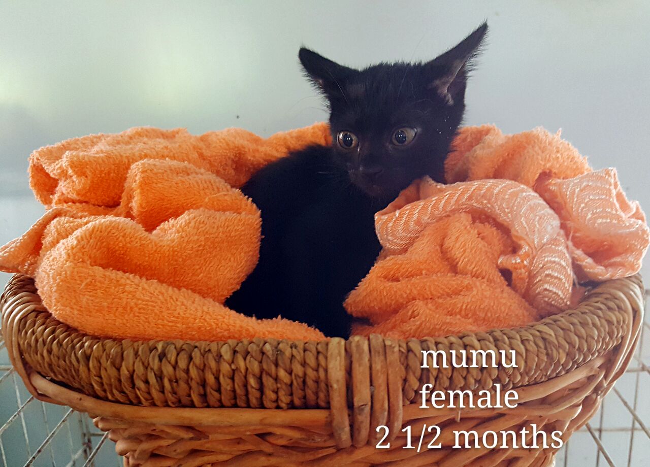 Mumu – 2.5 month old