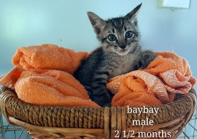 Bay Bay – 2.5 months