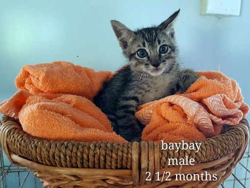 Bay Bay – 2.5 months