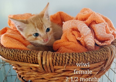 Wiwi – 2.5 months old