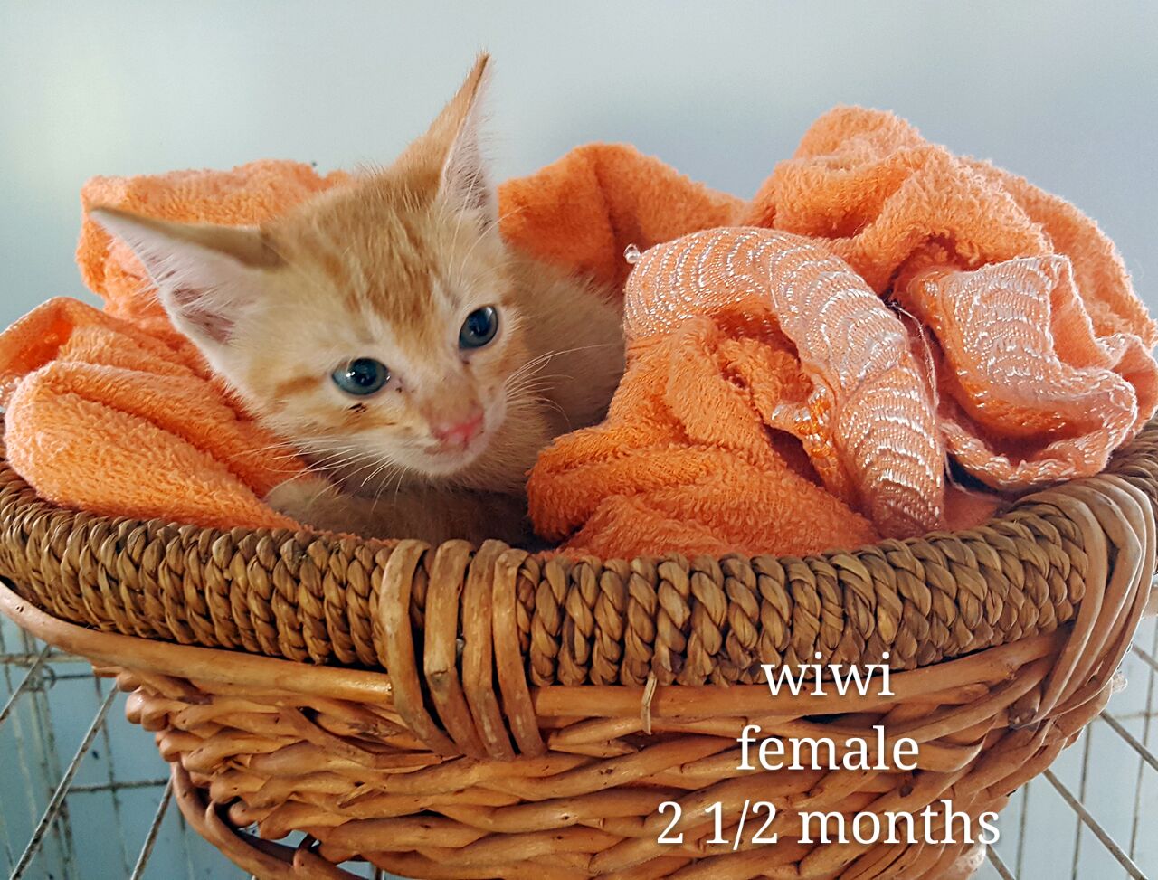 Wiwi – 2.5 months old