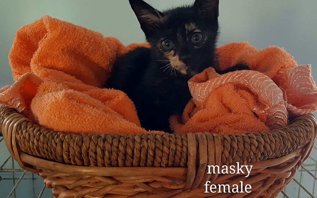 Masky – 2.5 months