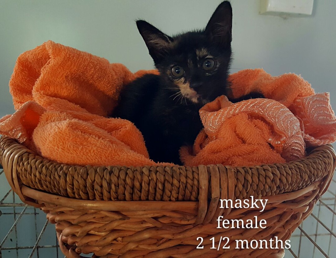 Masky – 2.5 months