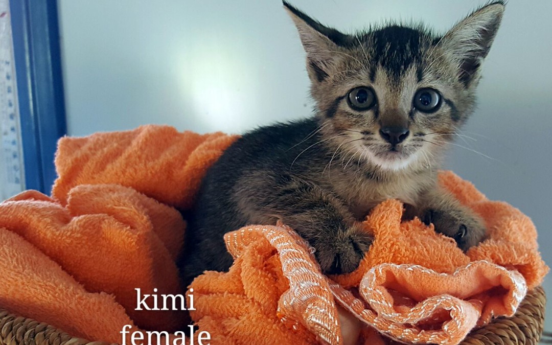 Kimi – 2.5 months