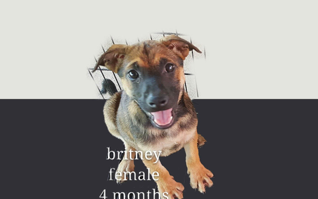 Britney – 4 months old