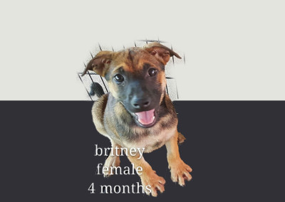 Britney – 4 months old