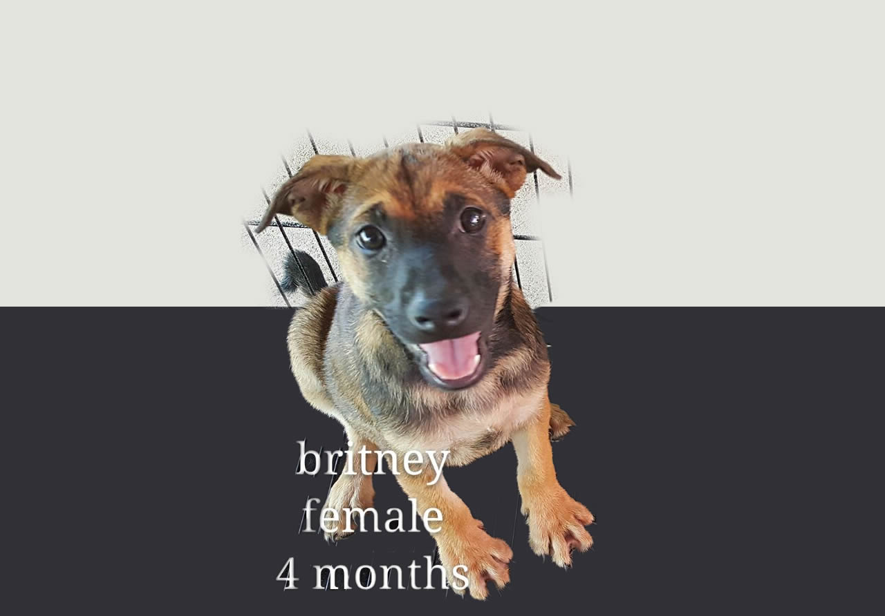 Britney – 4 months old