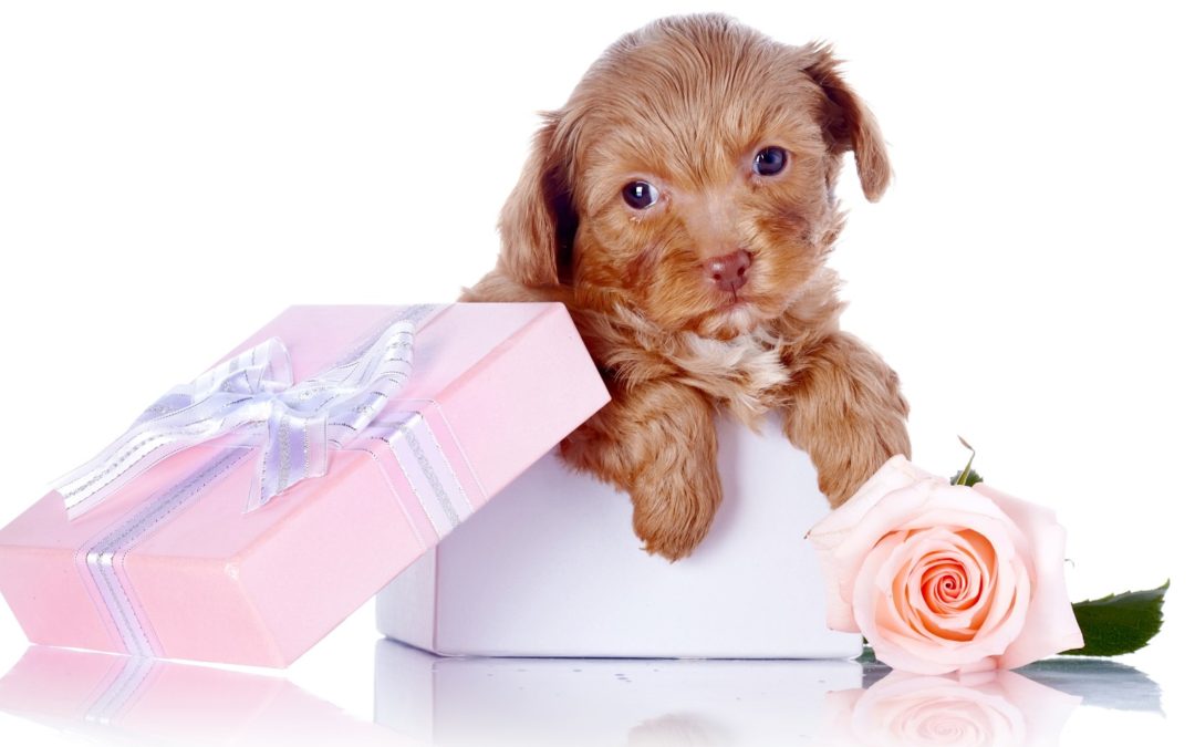 Valentine Puppy? Think Again!